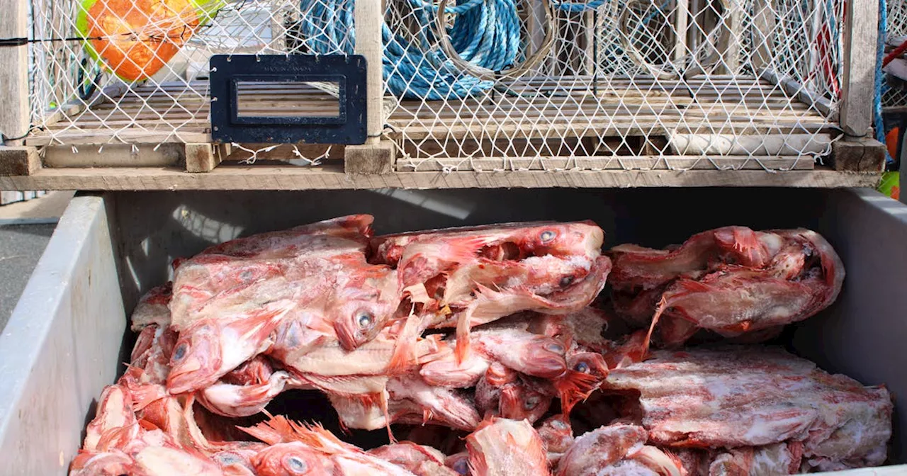 Newfoundland and Labrador groundfish council disappointed in federal redfish quota decision