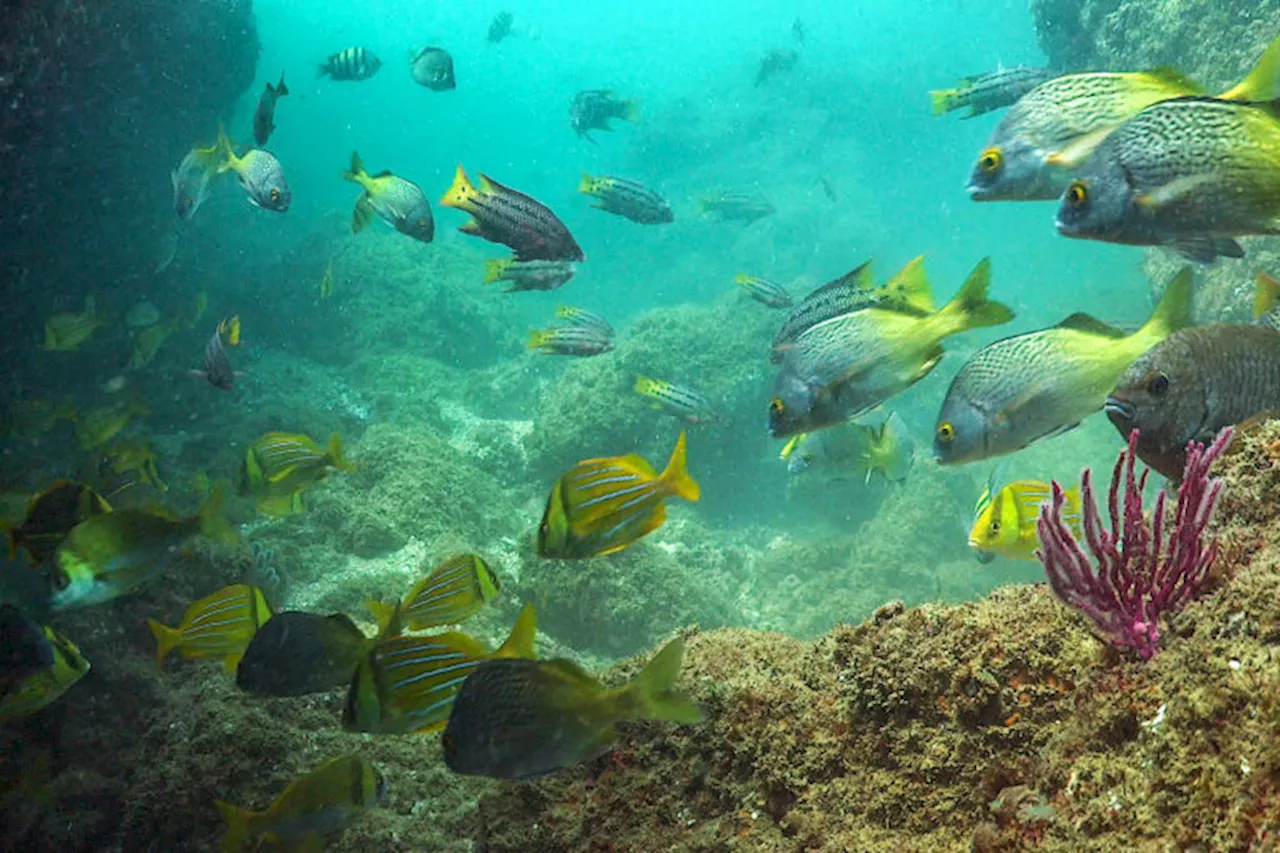 Peru approves the creation of long-awaited marine protected area