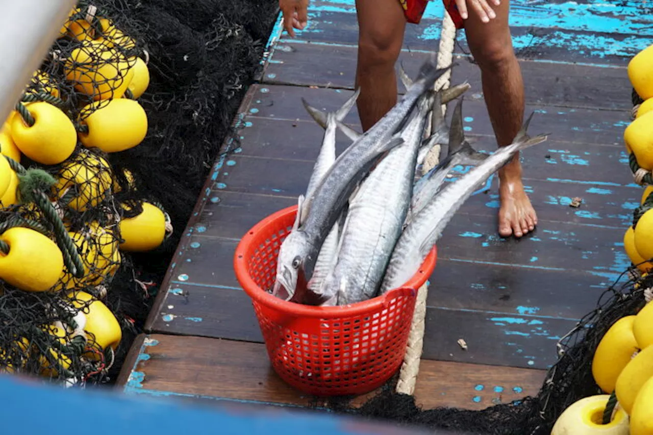 Thai plan to relax fishing law stokes fear of return to illegal catches, worker abuse