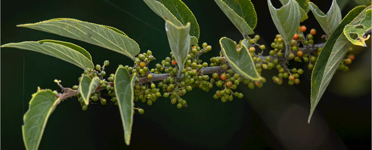 Scientists Find a Cannabis Compound Inside Totally Different Plant