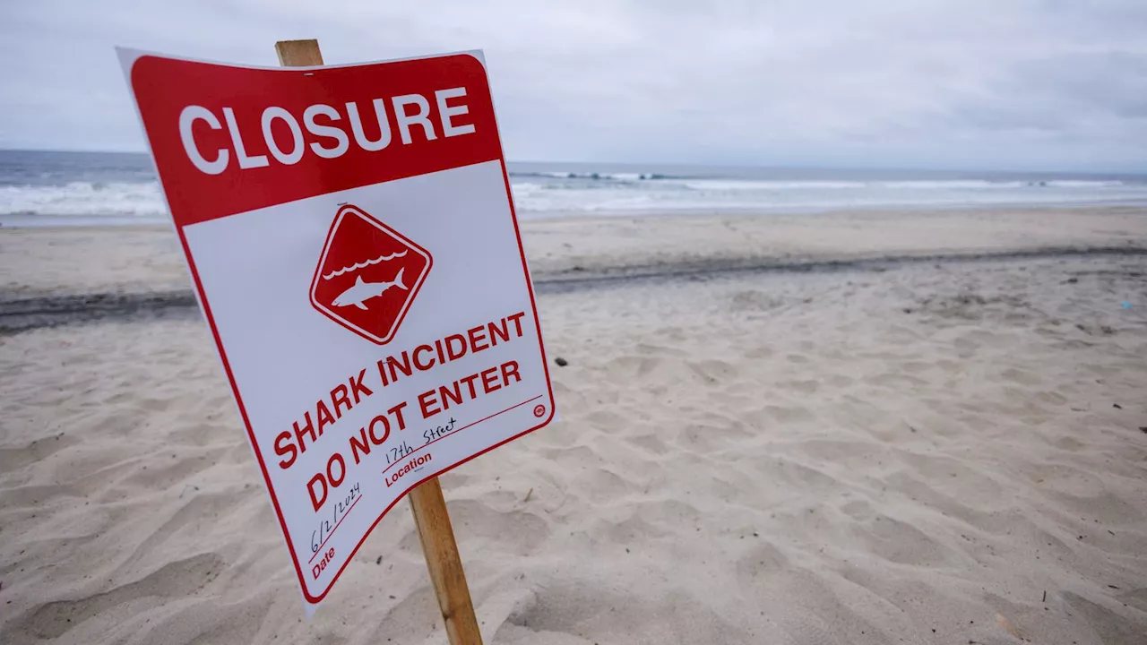 Swimmer survived shark attack by punching predator in face, says witness