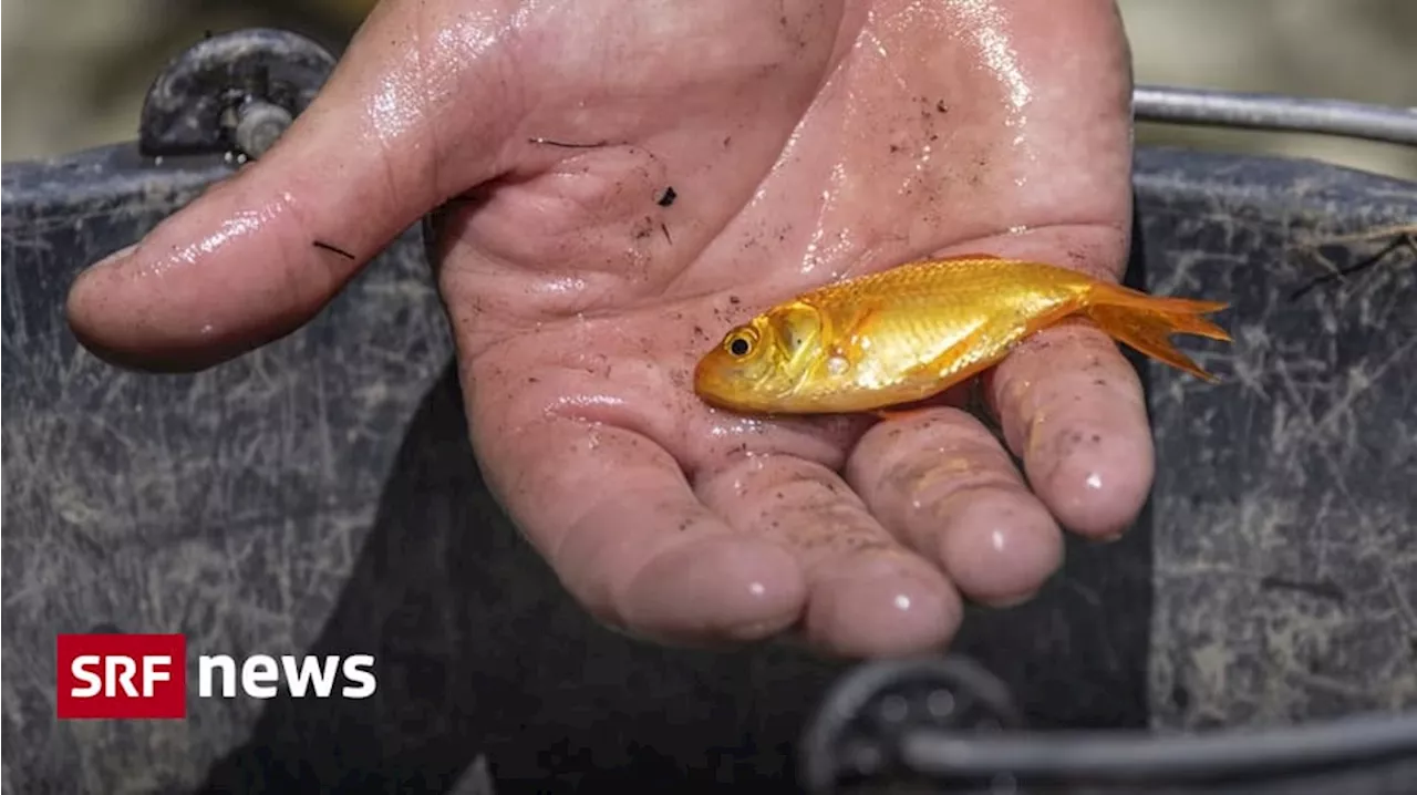 Auffangstation in Oftringen (AG): Über 5000 Fische aufgenommen