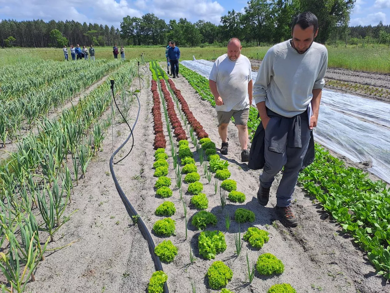 Magescq : trouver du foncier, le défi des apprentis agriculteurs du sud des Landes