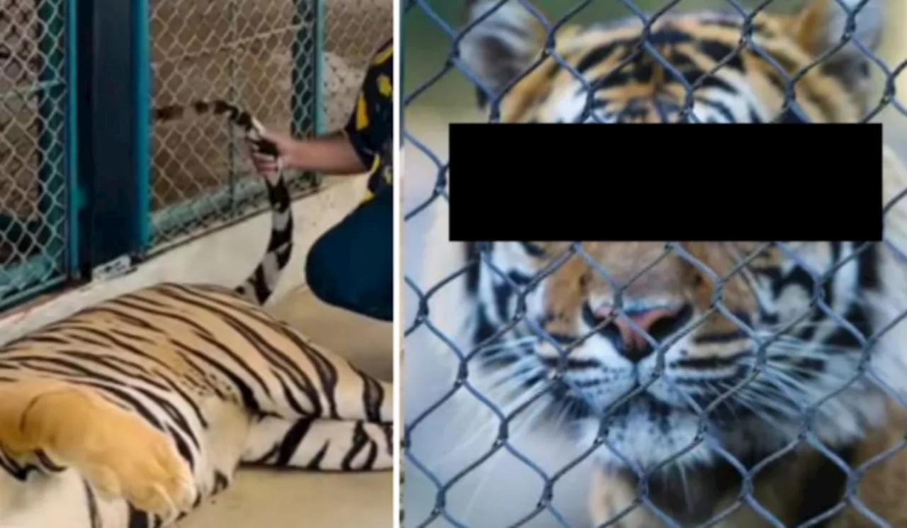 Tigers Are Not Oyens: Think Before You Include “Big Cat Interactions” In Your Holiday List