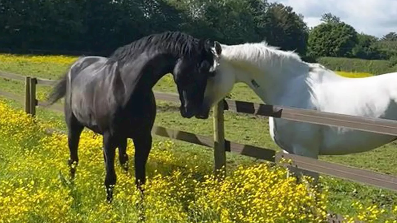 Major update on cavalry horses injured bolting six miles through London as three ‘to take part in Trooping...