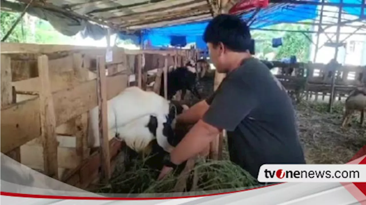 Jelang Idul Adha, Jasa Penitipan Hewan hingga Pemotongan Hewan Kurban Gratis di Lampung Selatan