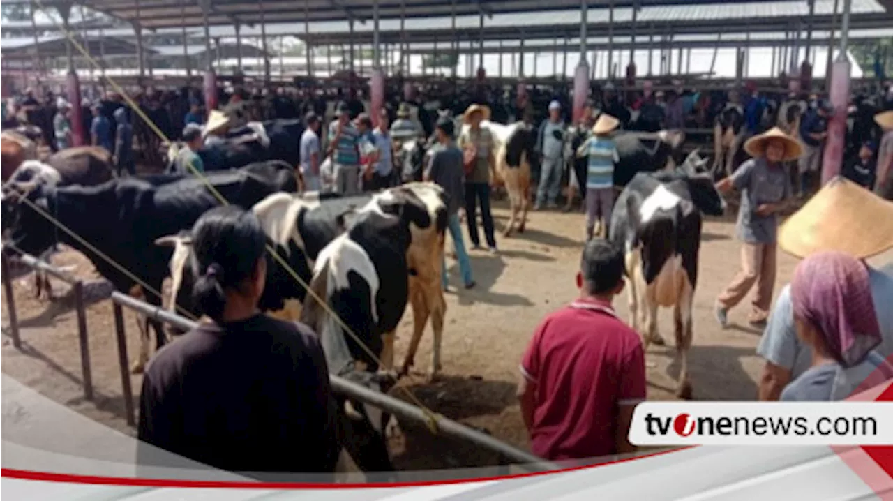 Jelang Iduladha, Harga Ternak Kurban di Pasar Jelok Cepogo Boyolali Melonjak Naik