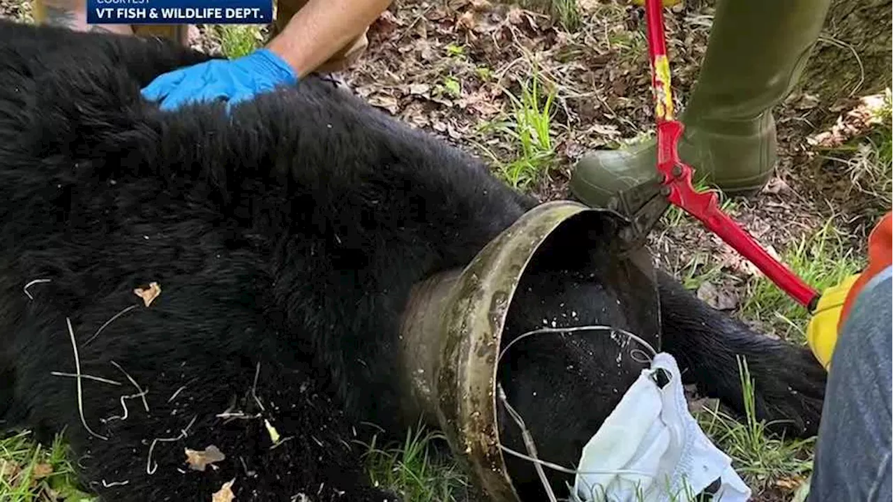 WATCH: Bear freed weeks after getting its head stuck in a tight squeeze