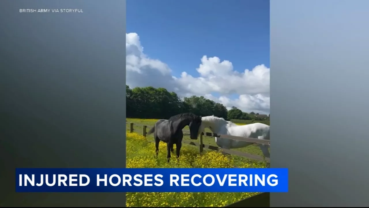 British Army horses making 'remarkable' recovery after injured while running loose in London