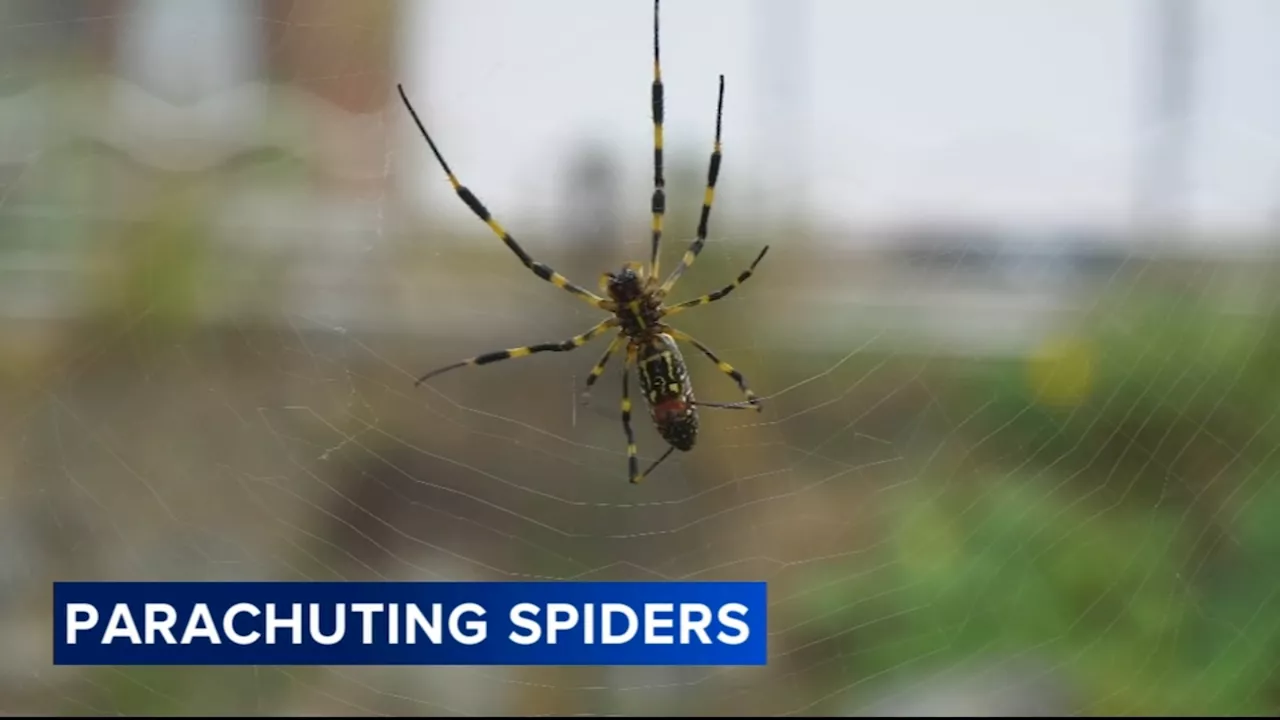 Flying venomous Joro spiders may spread to New Jersey this summer