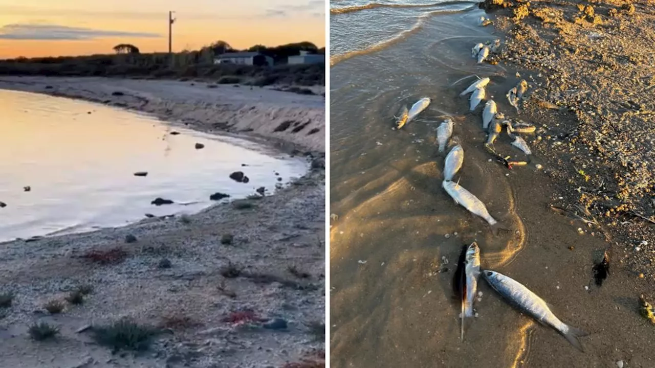 South Australian ecologist finds fish kill along Coorong South Lagoon: ‘Not seen since millennium drought’