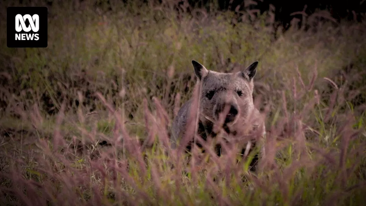 Critically endangered northern hairy-nosed wombat now calls Powrunna State Forest home