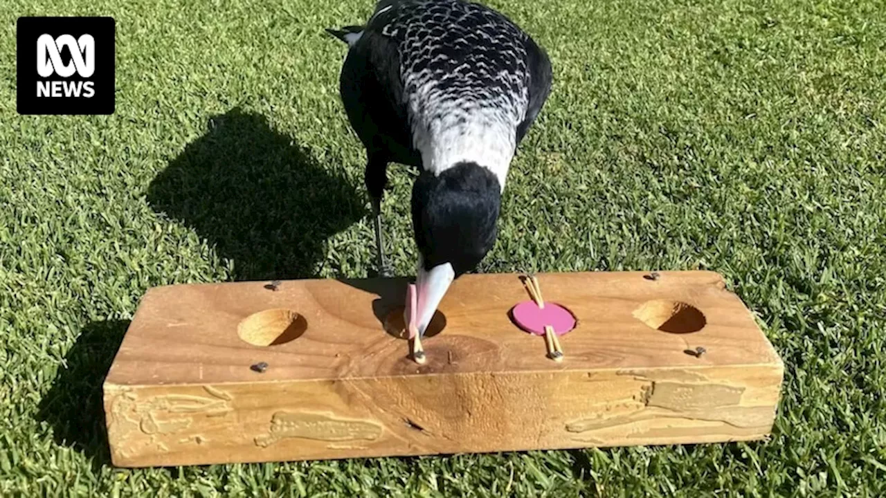 Magpies who are 'victims of bullying' are more intelligent than their aggressors, researchers say