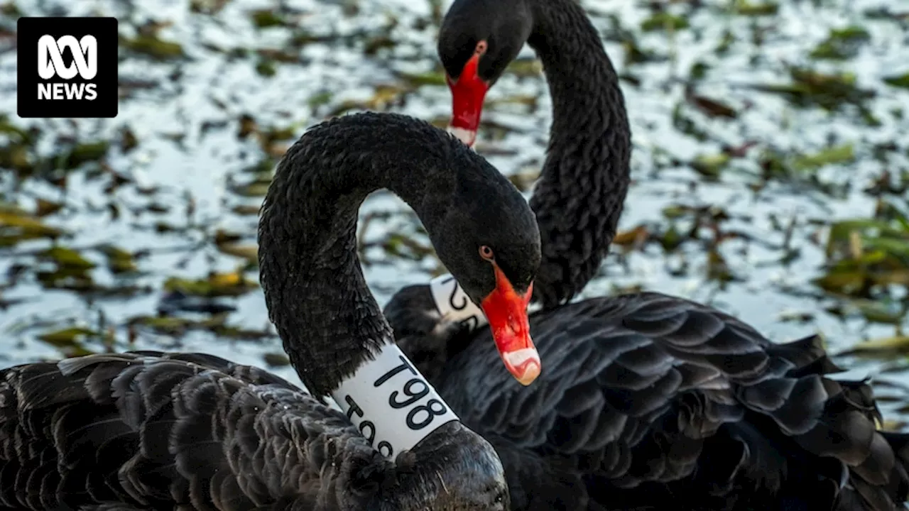 Melbourne researchers study love lives of black swans at home in inner-city park