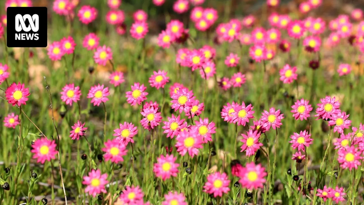 Wildflower hotspots in WA's Wheatbelt urged to diversify tourism offerings after dry summer