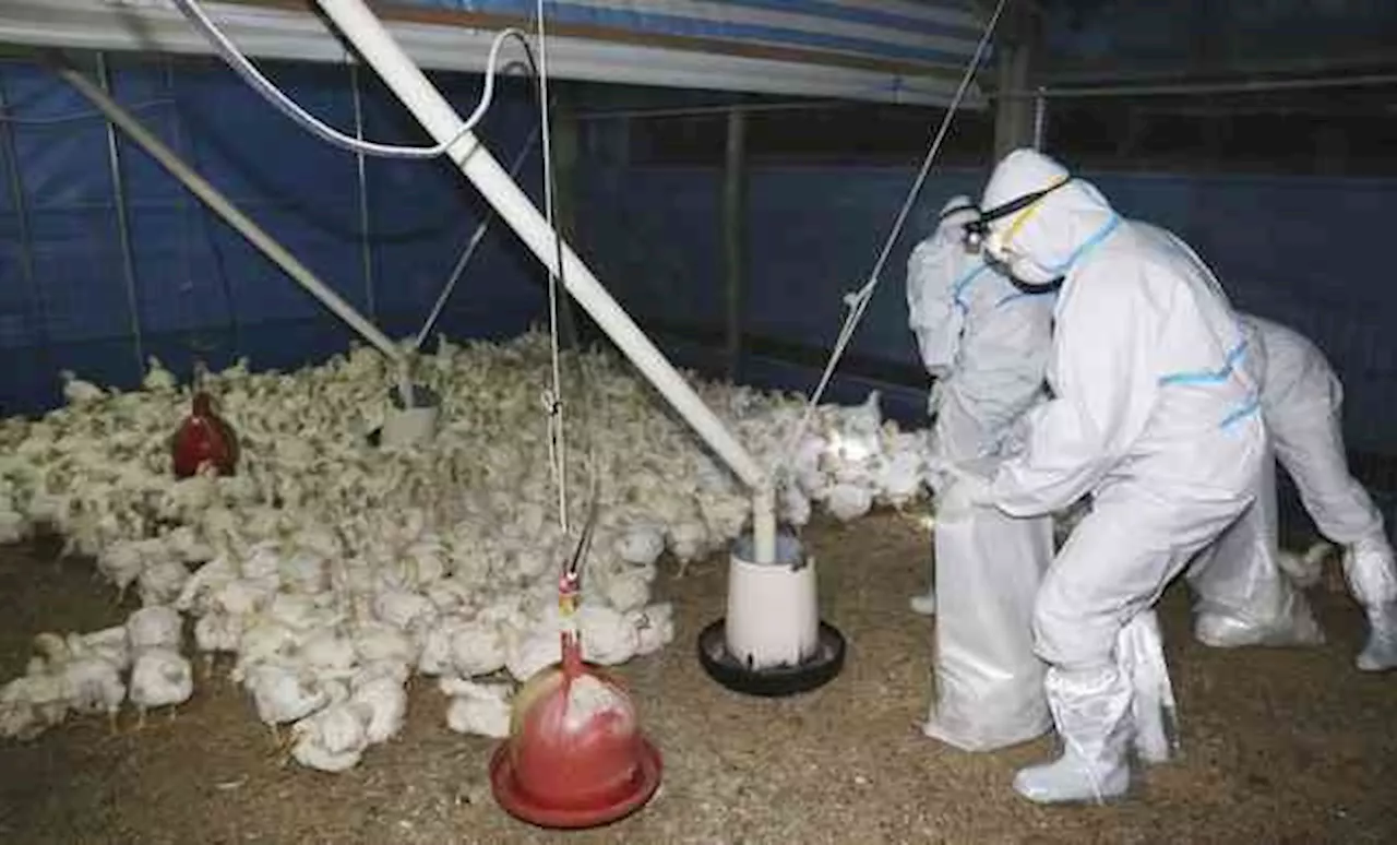 OMS reporta muerte por gripe aviar H5N2 en México, primer caso en el mundo