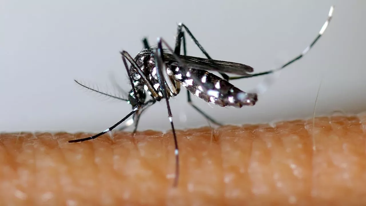 Dengue: 417 cas importés en France métropolitaine depuis le 1er mai, plus de 2.000 depuis janvier