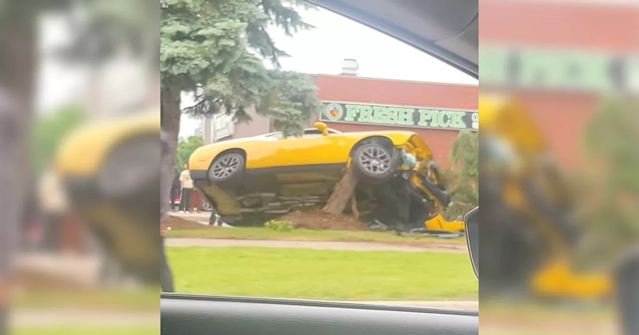 People are losing it over videos of Brampton driver who got their sports car stuck in tree