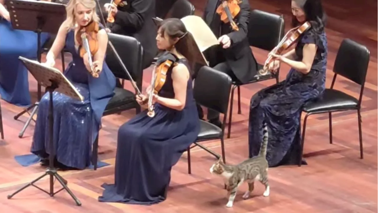 Dank Katze gehen die Lucerne Festival Strings viral durch die Decke