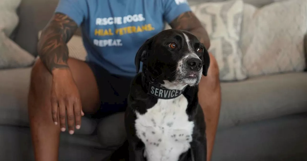 Service dogs ease PTSD symptoms in U.S. military veterans, researchers say