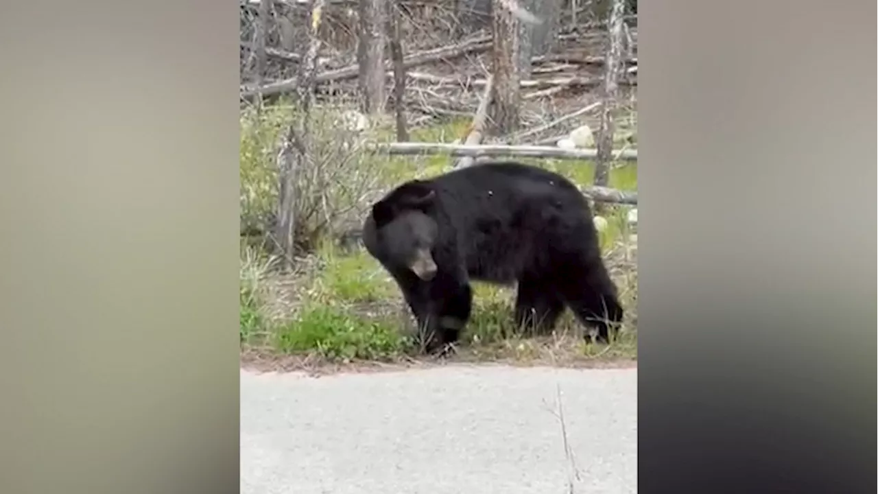 Parks Canada issues bear warning in Banff National Park