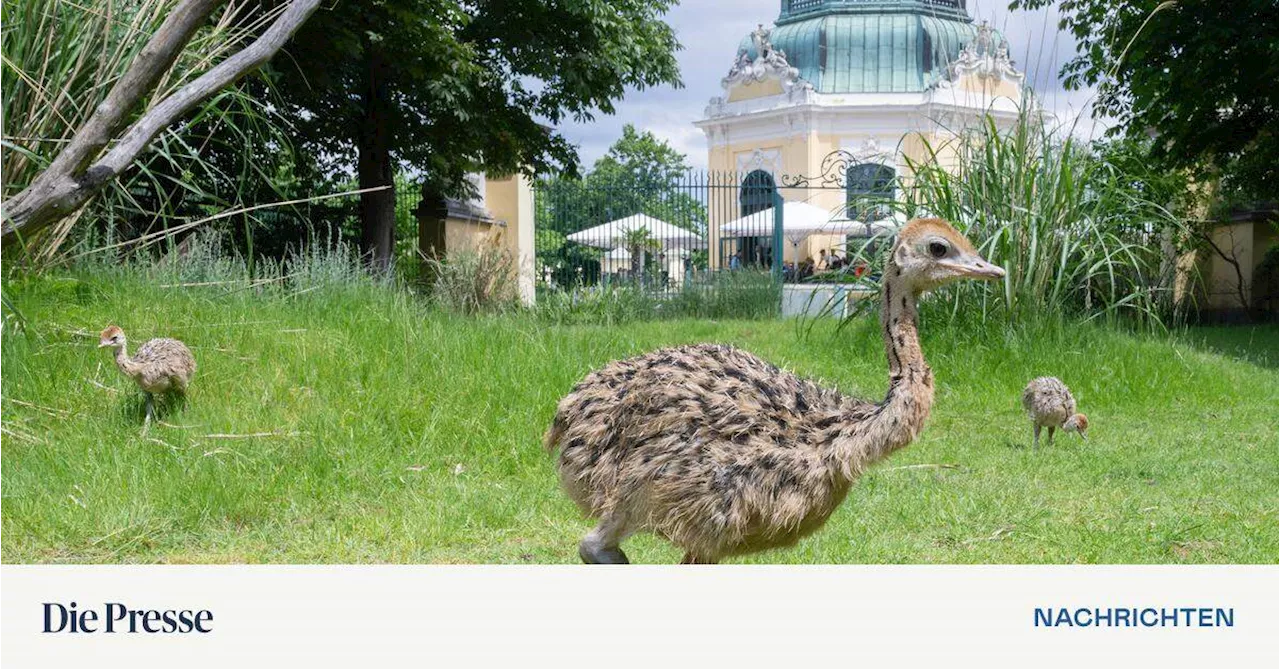 Erstmals Straußen-Küken im Tiergarten Schönbrunn geschlüpft