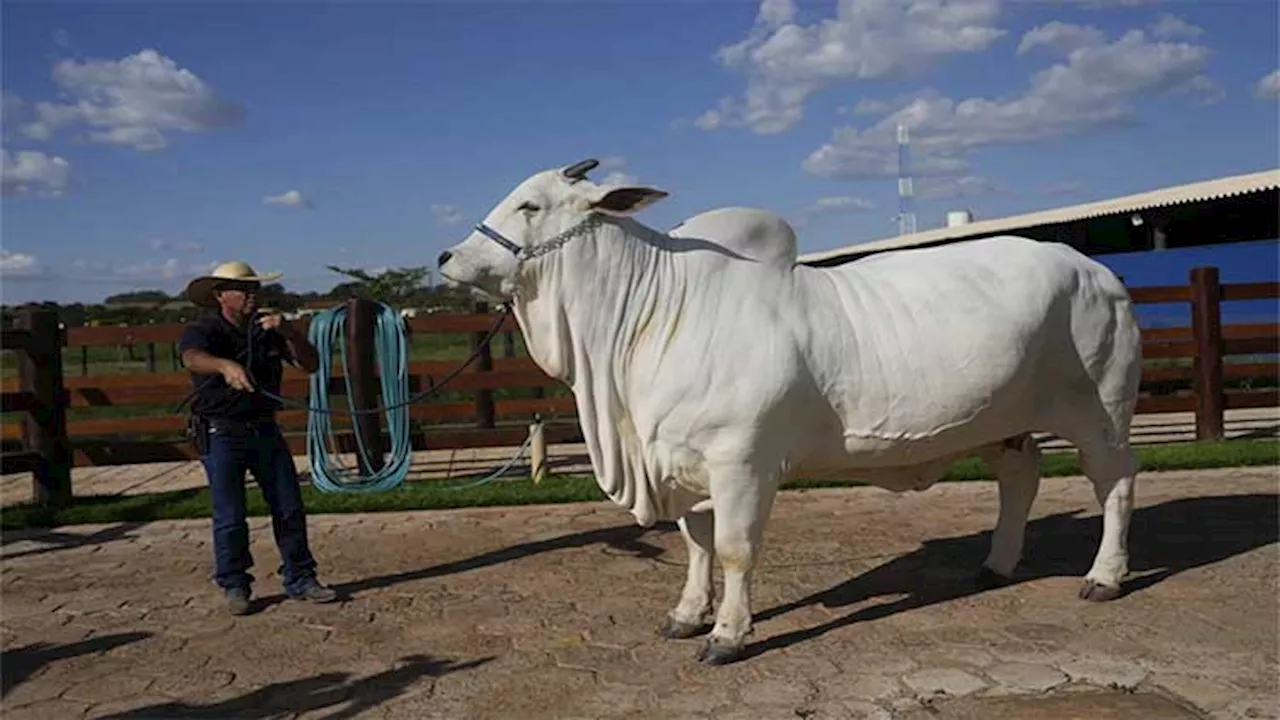 She's the world's most expensive cow, and part of Brazil's plan to put beef on everyone's plate