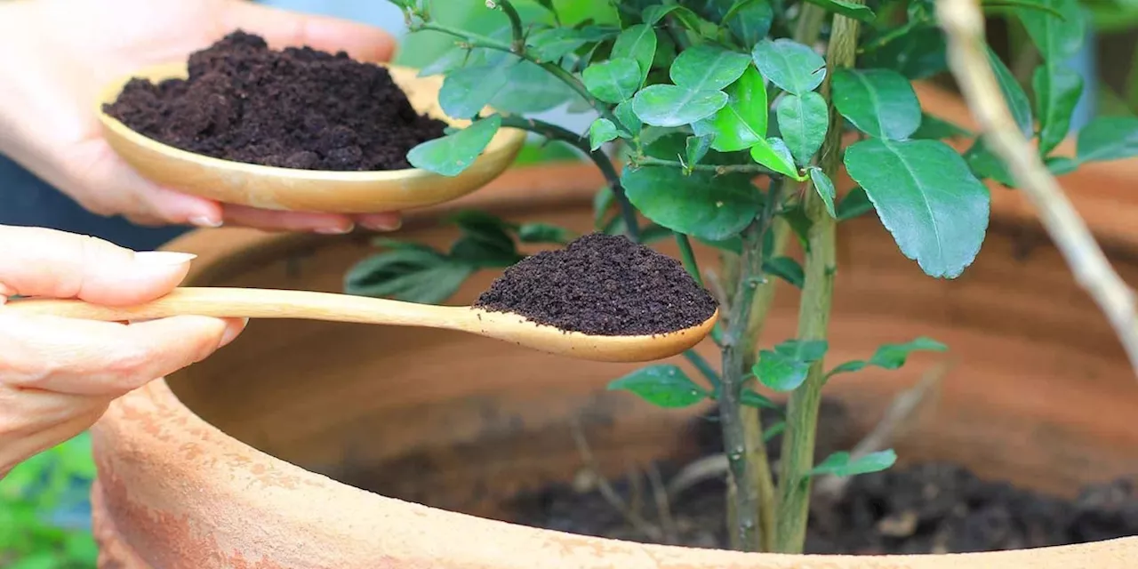 Hobbygärtner setzen auf Kaffeesatz: Diese 4 Fehler sollten vermieden werden