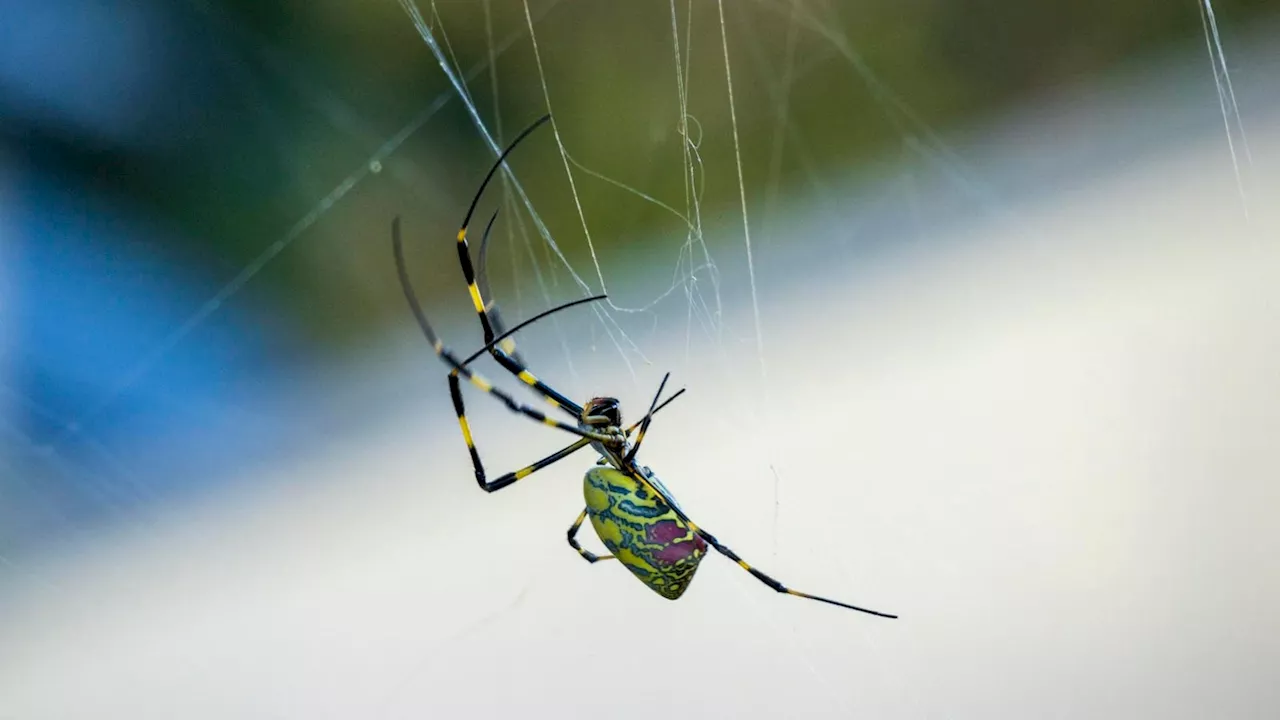 Will Giant Flying Spiders Really Invade New York? The Joro Explained