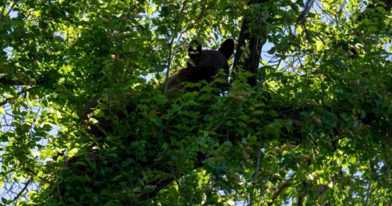 Bear seen hiding in Salt Lake City neighborhood tree