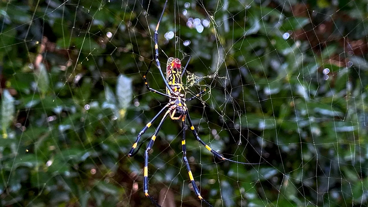 Giant, flying Joro spiders coming to NYC area this summer: 'Stuff of your nightmares'