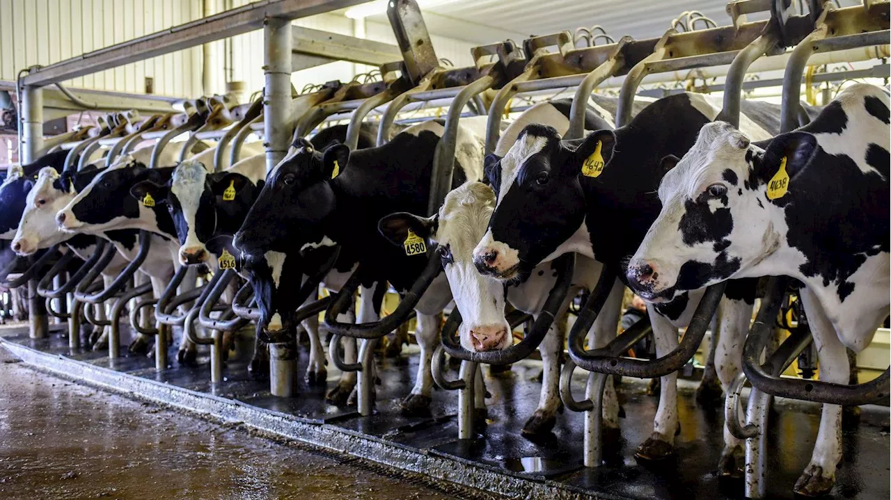 Grippe aviaire : quatre questions sur la contamination d’un humain par une vache aux Etats-Unis