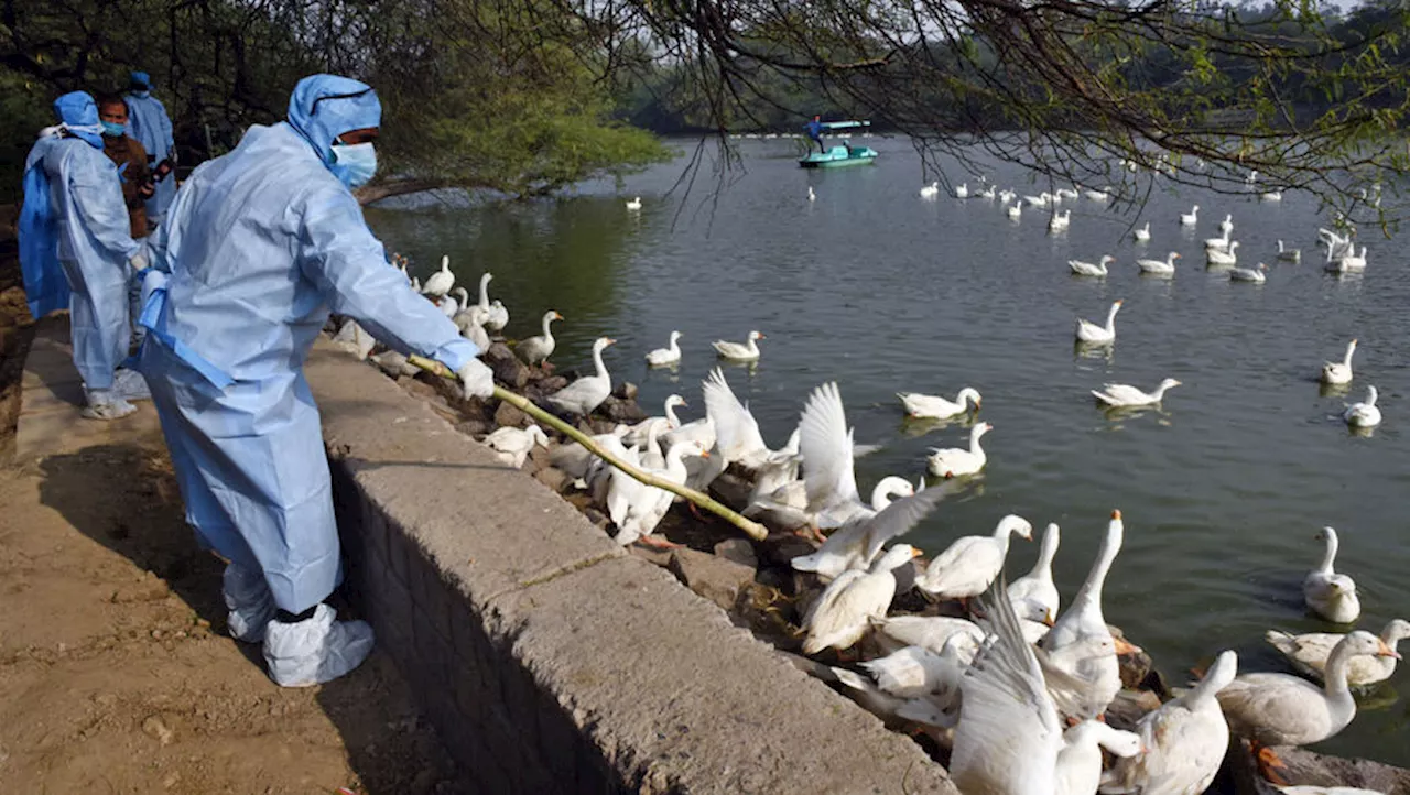 ВОЗ сообщила о первом в мире случае заражения человека птичьим гриппом A(H5N2)