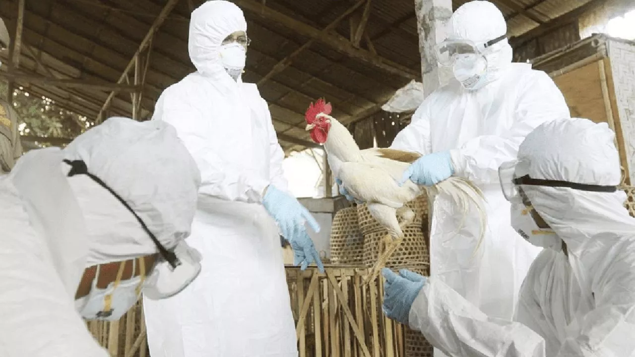 Edomex y federación vigilaban hace un mes el virus A H5N2; OMS confirmó la primera muerte