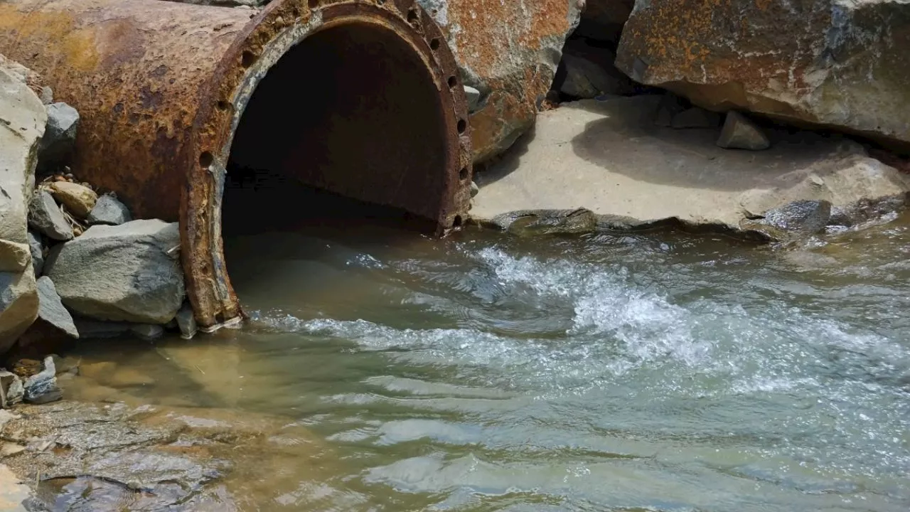 ¿Qué es la leptospirosis, enfermedad que ha causado la muerte de 13 personas en Brasil?