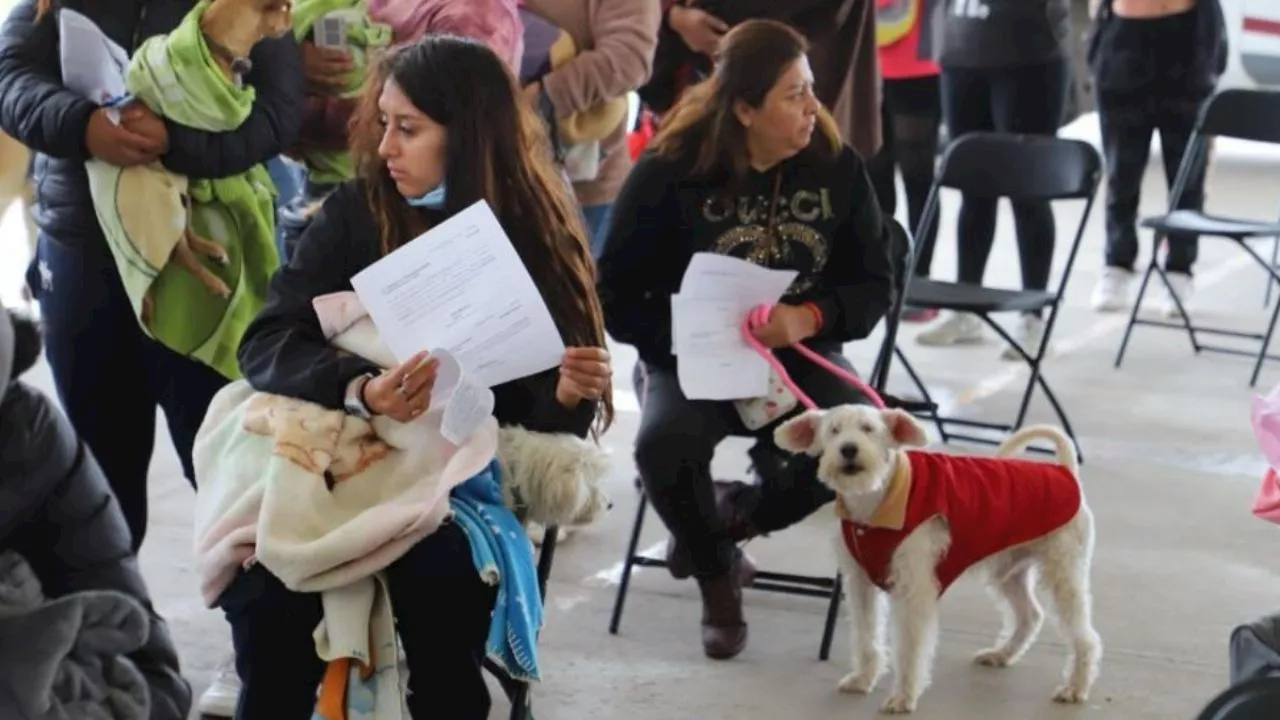 Tecámac inicia jornadas de esterilización totalmente gratis en junio