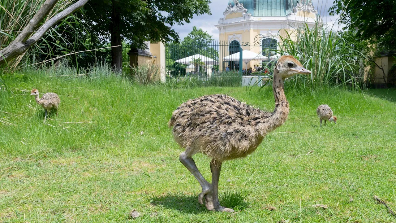 Diese Babys gab es im Tiergarten Schönbrunn noch nie!