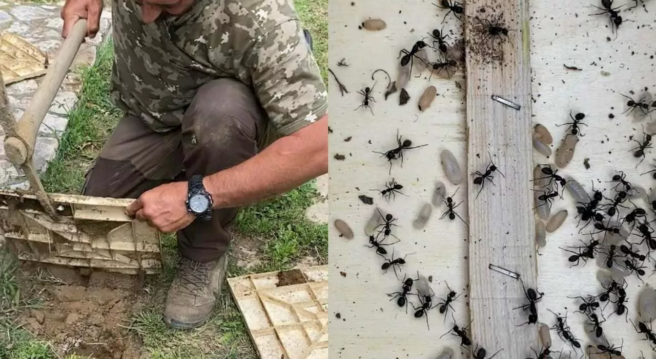 Roma, milioni di formiche invadono il giardino di una villetta. L’esperto: «Utilizzate il bicarbonato per elim