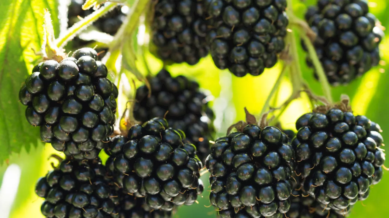 US scientists create world’s first seedless blackberry using CRISPR