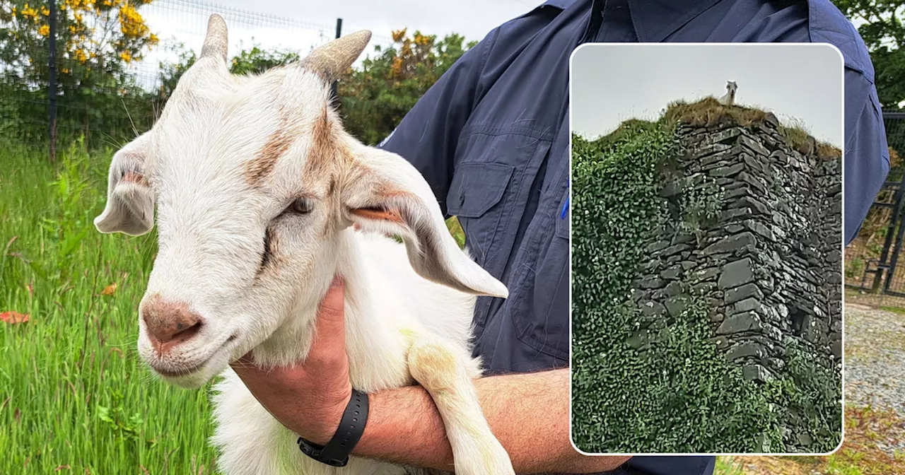 Injured goat saved from atop 100-foot-tall Donegal castle in 'dramatic rescue'