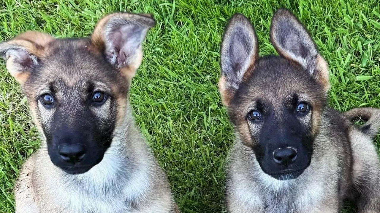 Puppy walker needed for Devon and Cornwall Police's newest recruit