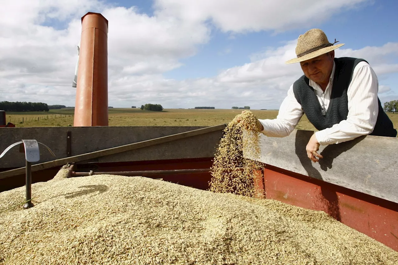 Justiça dá 24 horas para governo esclarecer leilão de arroz importado: entenda os próximos passos