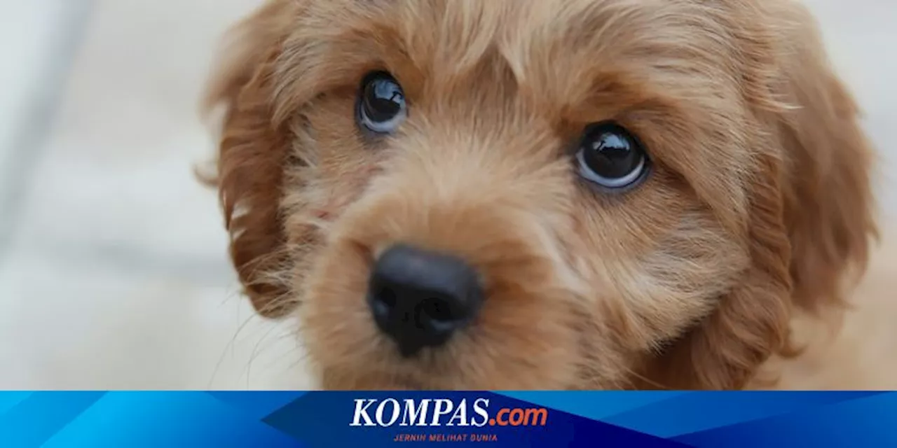 Puppy Eyes: Mengenal Ekspresi 'Puppy Eyes' pada Anjing dan Alasan ...