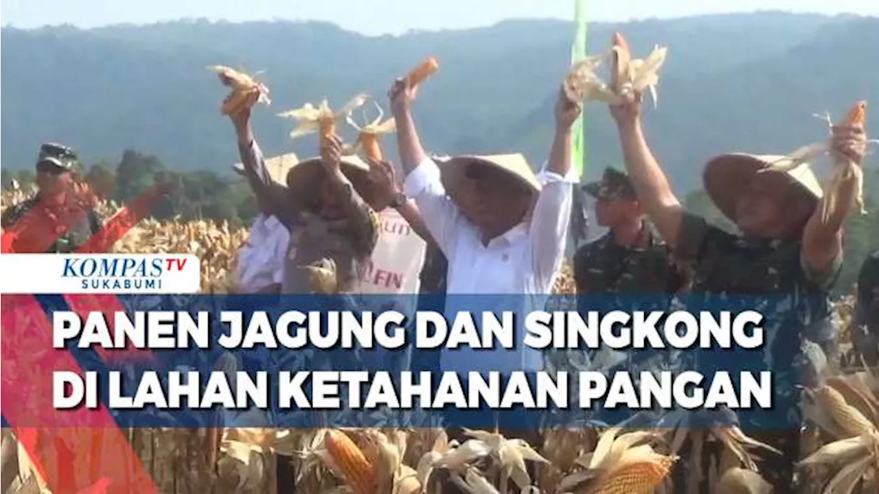 Panen Raya Jagung Dan Singkong Di Lahan Ketahanan Pangan Kostrad