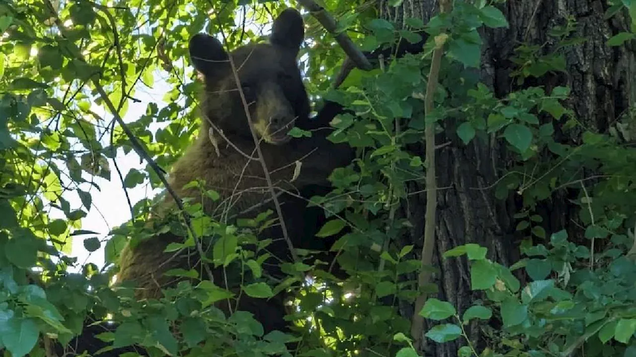 Salt Lake police, DWR crews attempting to remove bear from tree