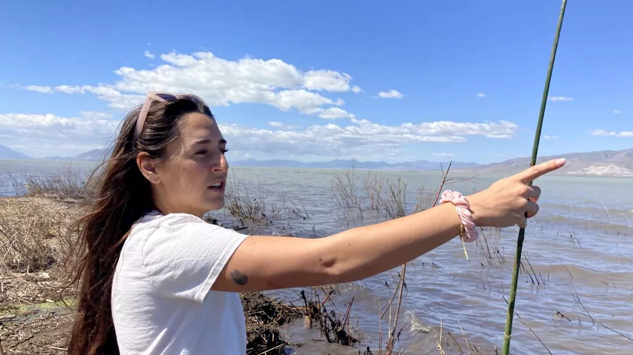 Utah Lake volunteers get their hands dirty at planting party at 'the Danny DeVito of lakes'