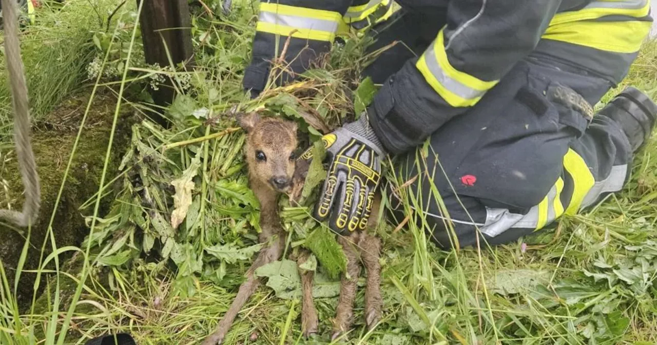 NÖ: Feuerwehr rettete Rehkitz aus tödlicher Falle