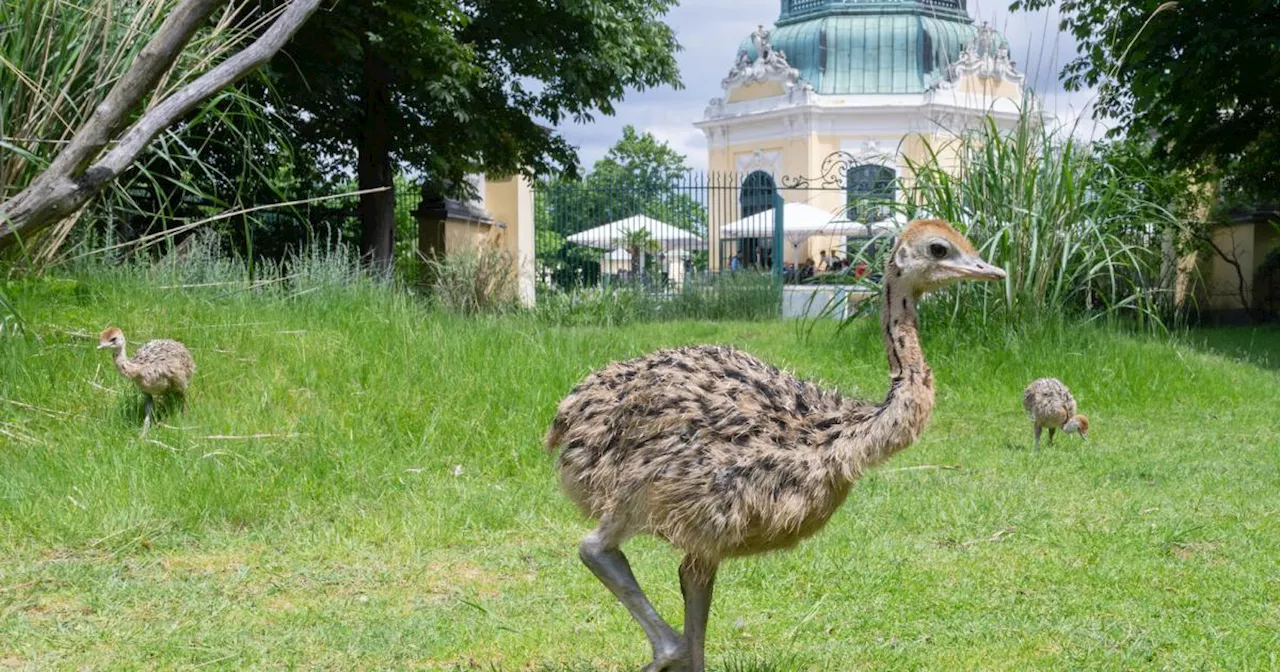 Süße Premiere: Erster Straußen-Nachwuchs im Tiergarten Schönbrunn