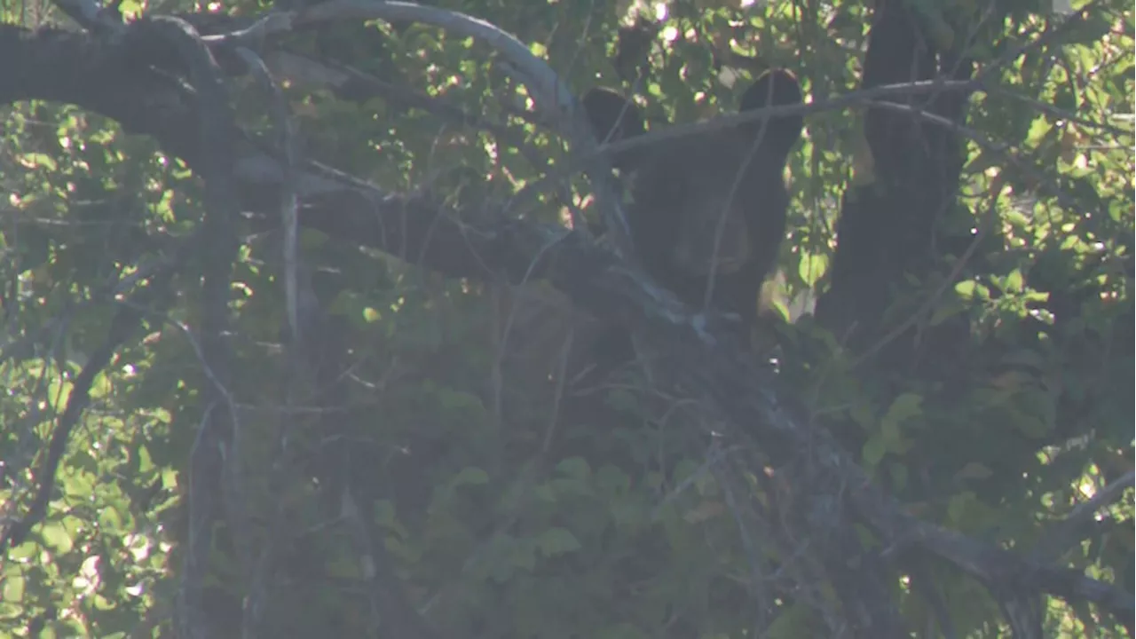 Salt Lake City police, Utah wildlife authorities removing bear from Capitol Hill area