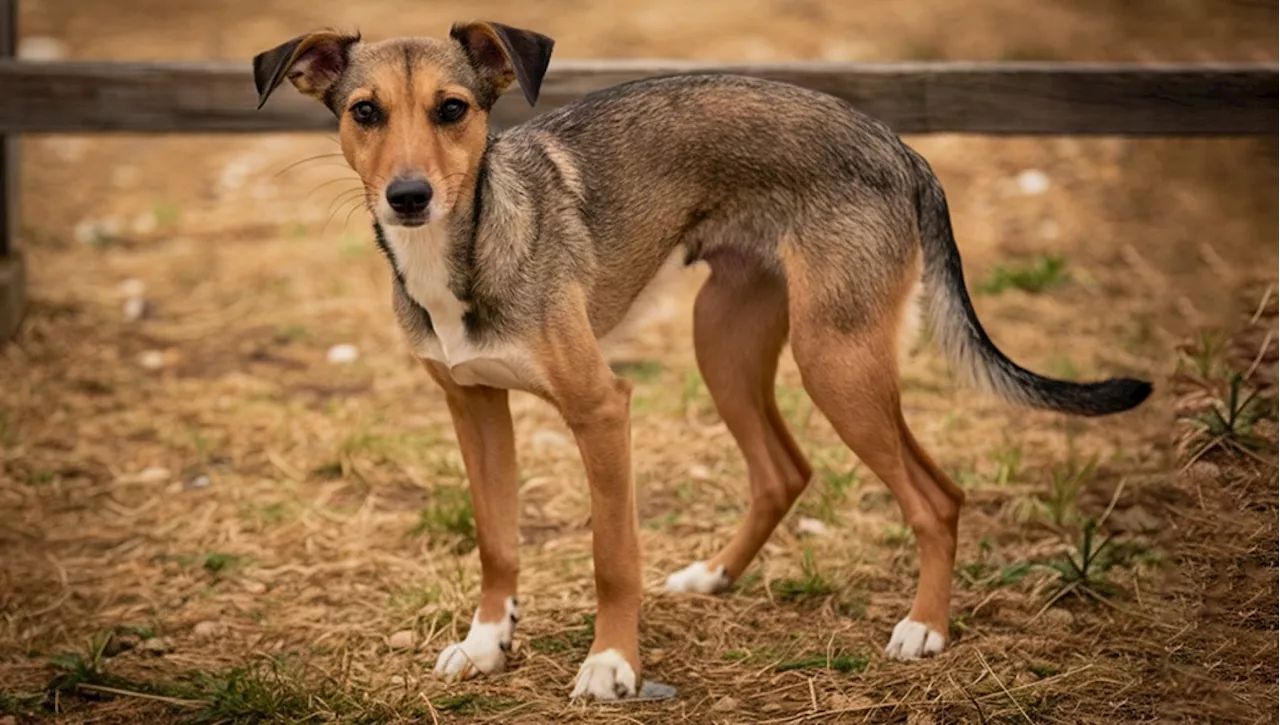 'Il cane Toby è la migliore medicina per la depressione di mio figlio'